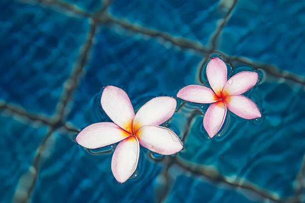 flores tropicais frangipani flutuando na água azul - waterbased - fotografias e filmes do acervo