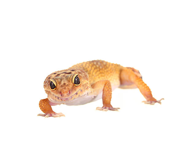 istock yellow and orange spotted leopard gecko on white 470601514