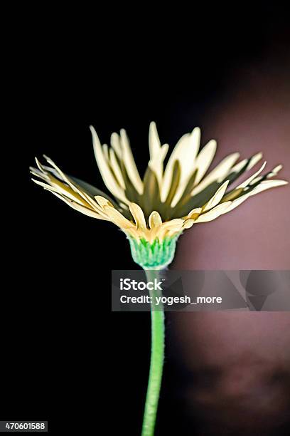 Swan River Daisy Stock Photo - Download Image Now - 2015, Daisy, Flower