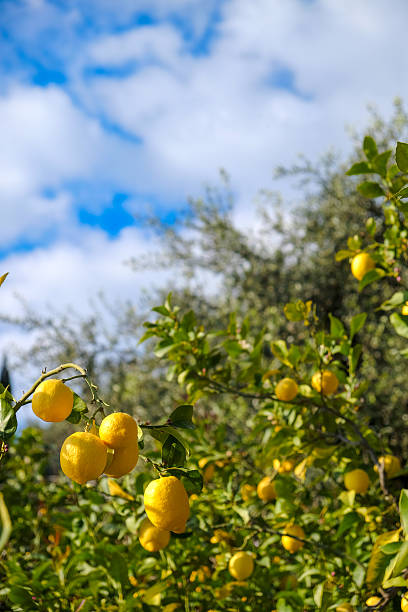 istock Lemons in Liguria and Sky 470601600