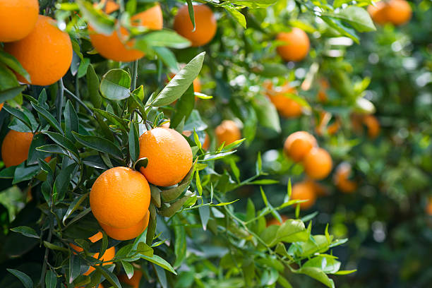istock Orange trees with ripe fruits 470601690