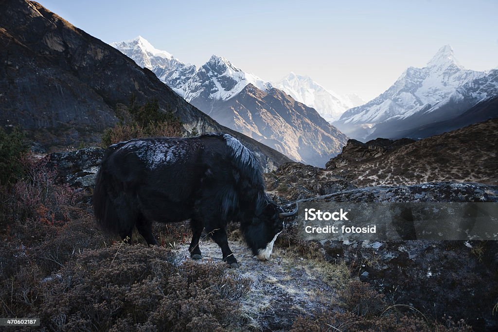 Yak in Himalayas Yak in Himalayas, view to Khumbu valley Ama Dablam Stock Photo