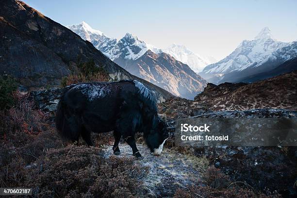 Yak In Himalayas Stock Photo - Download Image Now - Ama Dablam, Animal, Asia