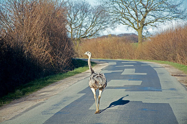 feral greater rhea (nandu) walking on a country road feral greater rhea (nandu) walking on a country road in northern Germany, Mecklenburg, as  impediment to traffic stray animal stock pictures, royalty-free photos & images