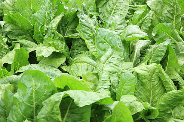 istock sliverbeet plants in garden 470606210