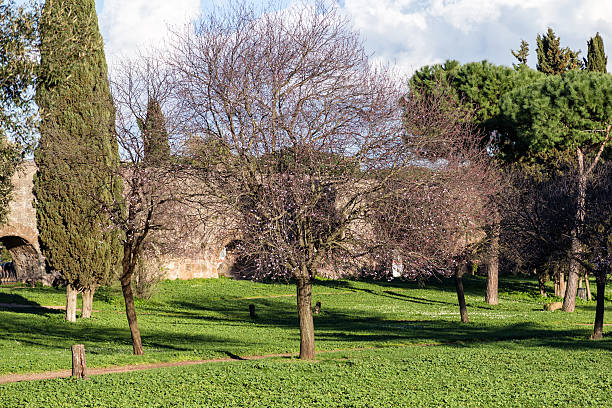istock Cherry tree and other trees in the park of Acquedotti 470606402