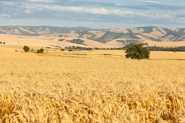 A horizontal landscape of Walla Walla, Washington. This image shows the large, vast, wheat fields. Hilly terrain in the distance. A tree sits on the right side of the field. Clouded sky above.