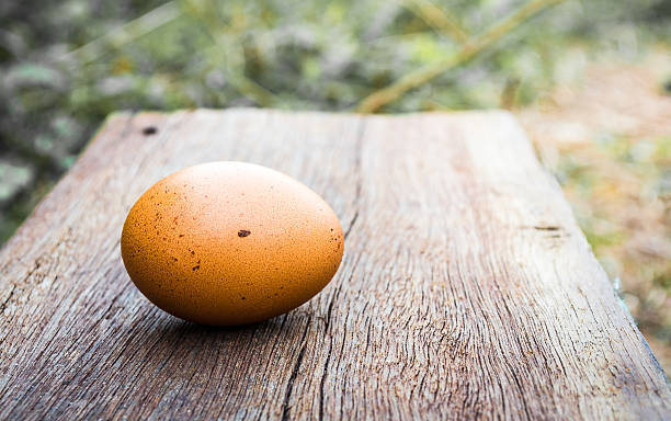 œufs dans le nid d'or - animal egg golden animal nest nest egg photos et images de collection