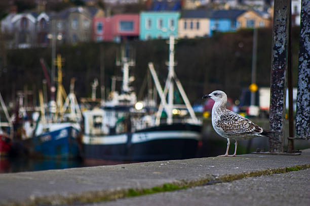 seagull on the quay, howth harbour, dublin, ireland stock photo