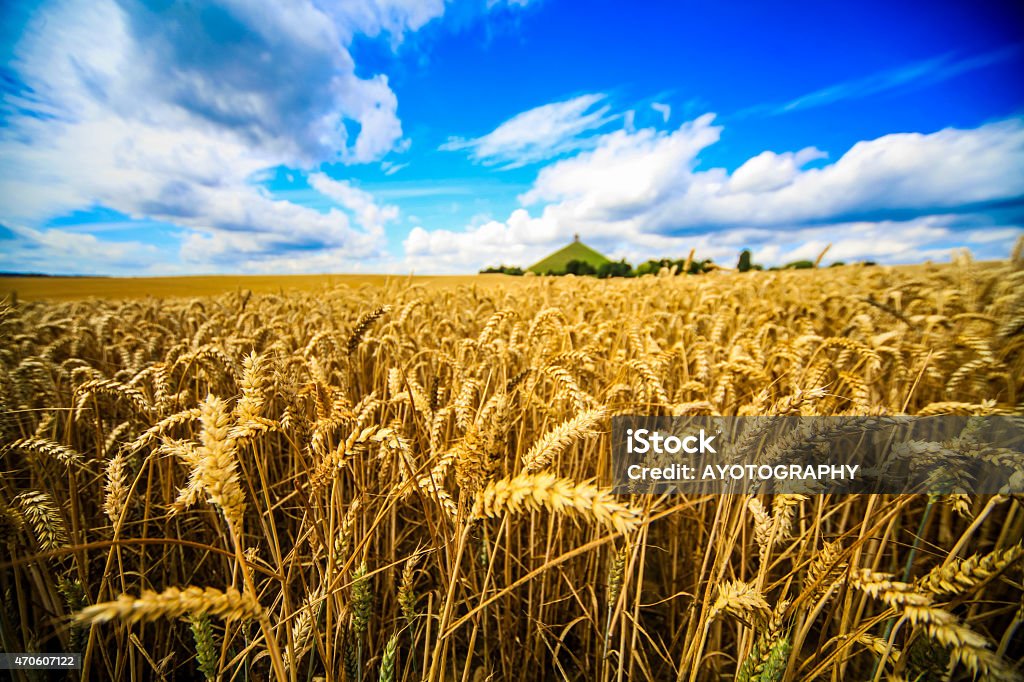 Los campos de trigo de Butte Du León, de Waterloo, Bélgica - Foto de stock de 2015 libre de derechos