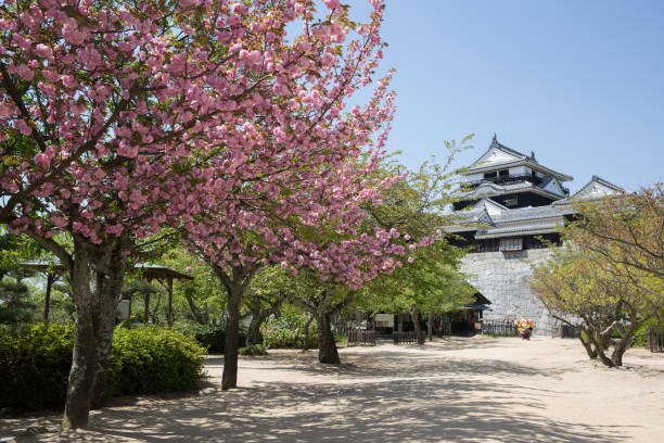Matsuyama, Japan - April 17, 2015: Matsuyama Castle during the cherry blossom season in Ehime Prefecture, Shikoku, Japan. This castle was originally built by Kato Yoshiaki in 1603.