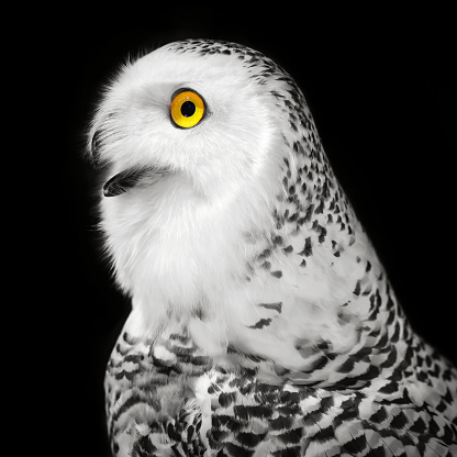 Snowy Owl isolated on black background