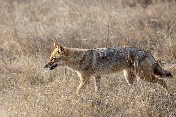 istock Goldschakal, Canis aureus, Golden jackal 470609349