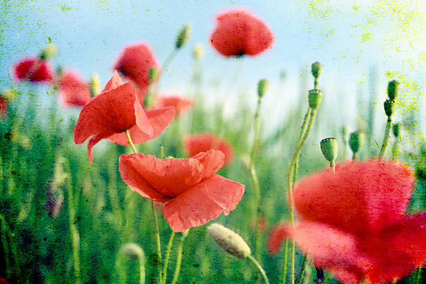 гранж фон poppies - red poppies audio стоковые фото и изображения