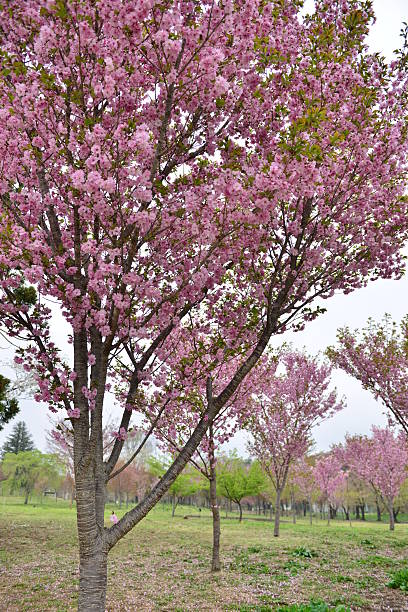 istock Cherry Blossom at Akagi Senbonzakura, Gumma Prefecture 470610258