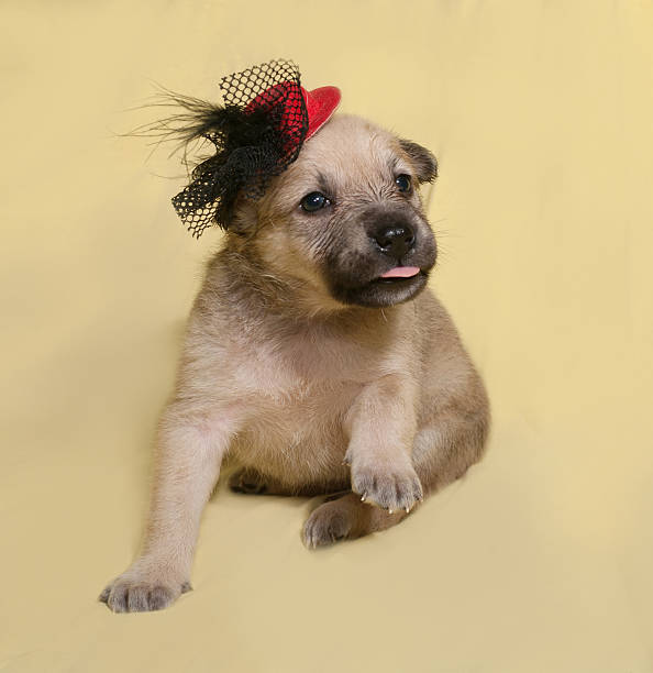 istock Little yellow puppy in red hat sits on yellow 470610264