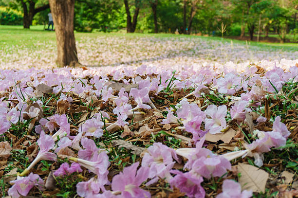 Soft focus and blurry of Pink flowers Tabebuya rosea blossom Soft focus and blurry of Pink flowers Tabebuya rosea blossom on green grass tabebuia heterophylla stock pictures, royalty-free photos & images