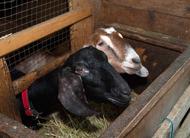 istock Two Nubian black and brown goat in barn 470610582