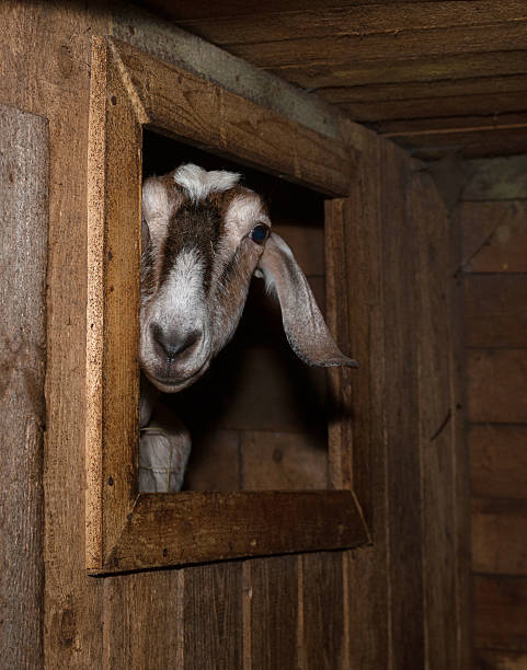 istock Nubian brown goat in barn 470610590