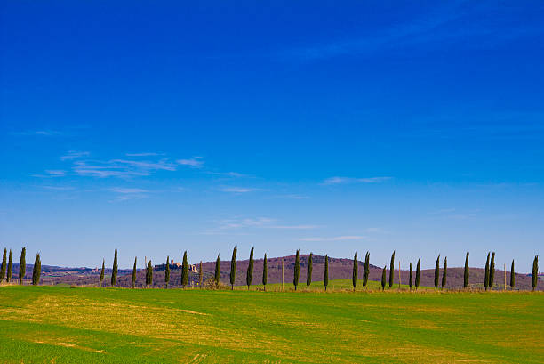 istock Cypress alley in Tuscany 470610818