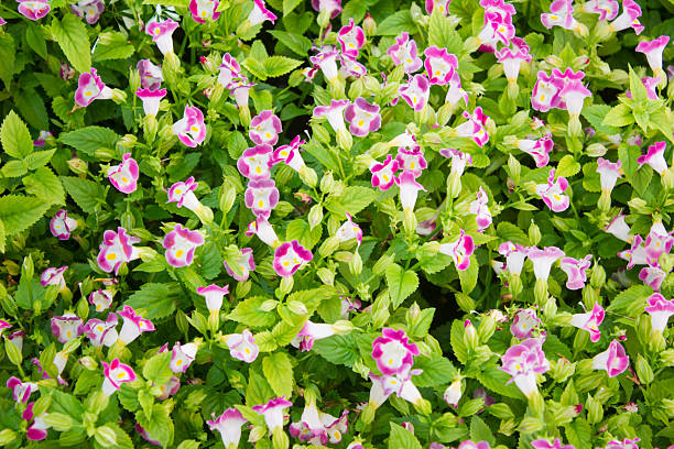 istock Torenia Flower 470611028