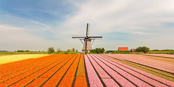 旧オランダの風車フロントにチューリップの花 - netherlands windmill farm farmhouse ストックフォトと画像