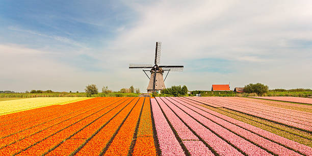 stary wiatrak z holandii, kwitnące tulipany na przodzie - netherlands windmill farm farmhouse zdjęcia i obrazy z banku zdjęć