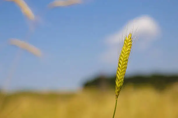 Close-up image of einkorn wheat in the nature. Einkorn wheat is one of the earliest cultivated forms of wheat, alongside emmer wheat in the Pre-Pottery Neolithic.