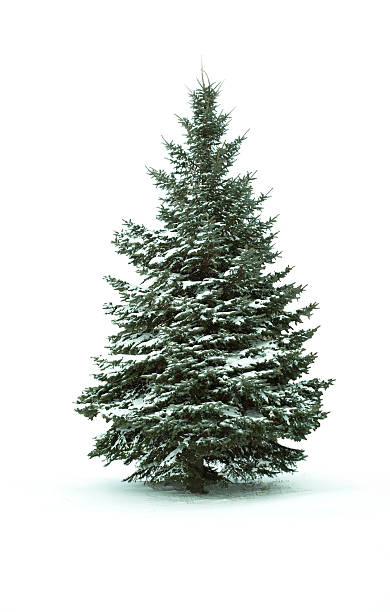 рождественская ёлка - fir tree christmas tree isolated стоковые фото и изображения