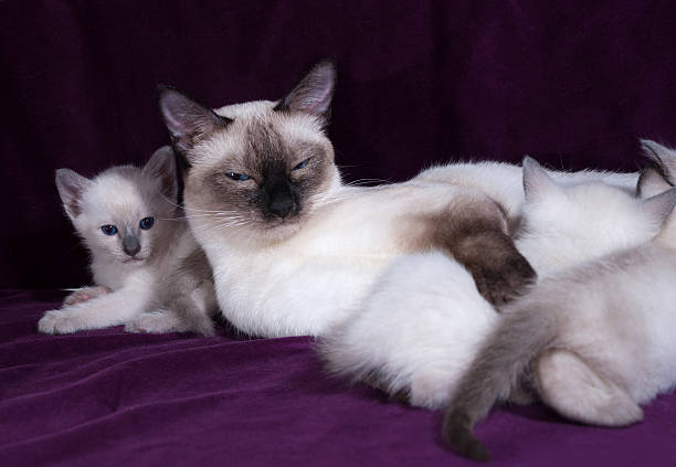 istock Thai cat and kittens lying on lilac 470611720