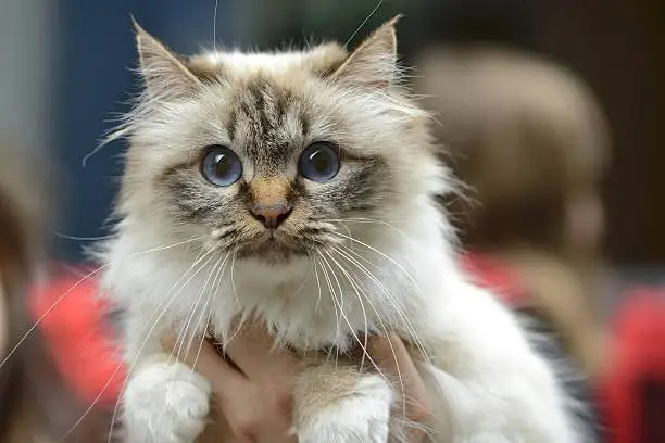 Photo of Birman cat being held at cat show