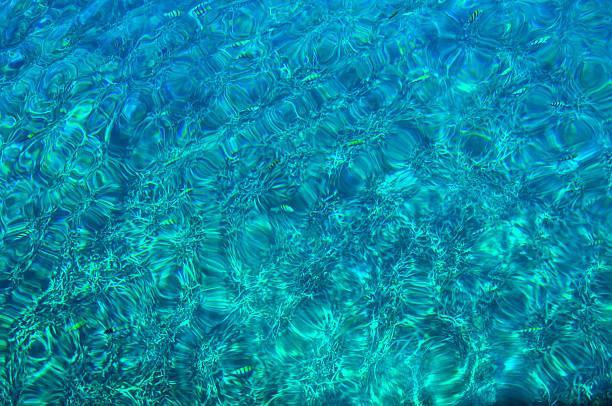 istock Fish in water Koh Tao, Thailand. 470612047