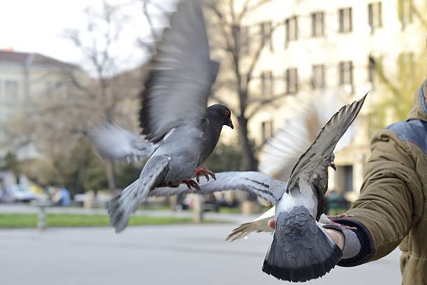 istock Three pigeons flying to a man's hand to feed outside 470612196