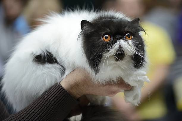 gatto persiano trattenuto in mostra felina - gatto di razza foto e immagini stock