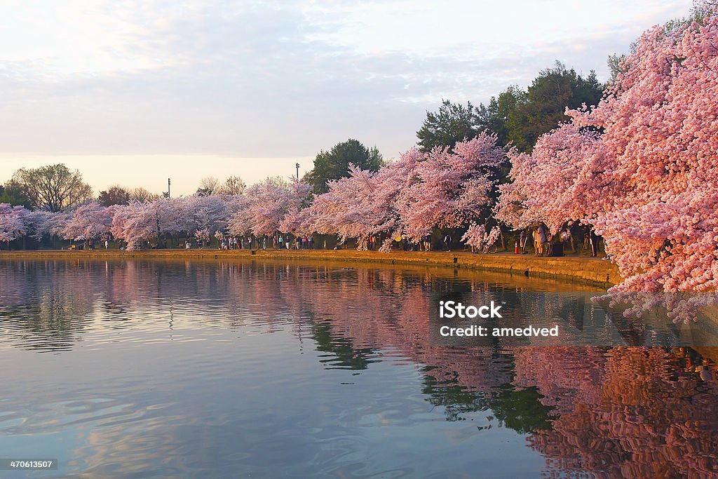 Blossoming cherry trees at dawn around Tidal Basin, Washington DC. Cherry trees in full blossom around Tidal Basin lightened by the rising sun. Washington DC Stock Photo