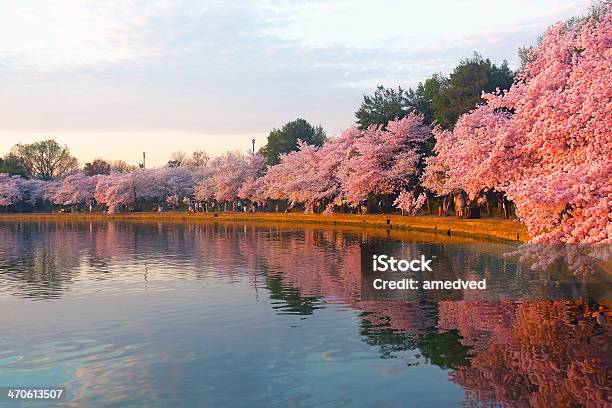 Blossoming Cherry Trees At Dawn Around Tidal Basin Washington Dc Stock Photo - Download Image Now