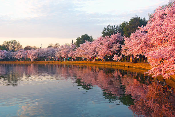 florescendo cerejeiras ao amanhecer no tidal basin, washington dc. - blossom cherry blossom tree white - fotografias e filmes do acervo