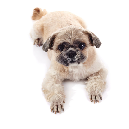 The amusing small doggie of breed of a shih-tzu lies on a white background