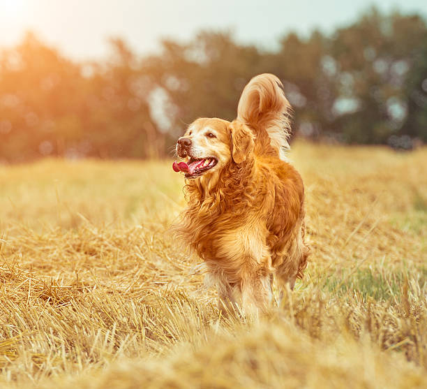 istock Golden Retriever in the straw 470615118