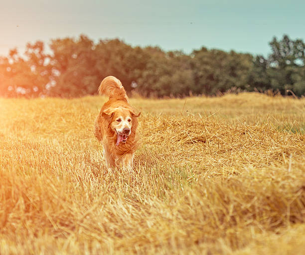 istock Golden Retriever in the straw 470615124