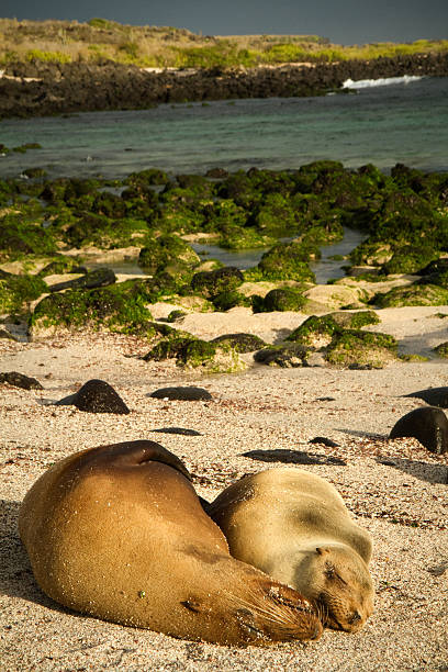 istock Cute sea lions sleeping in La Loberia beach, San Cristobal 470615562