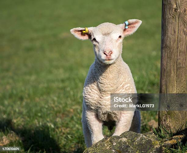 Cute Spring Lambs West Yorkshire Stock Photo - Download Image Now - 2015, Agricultural Field, Agriculture