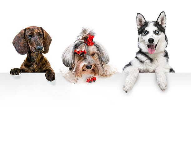 istock portraits of different breeds  dogs 470616594