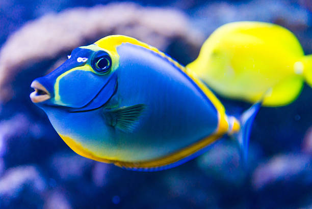 istock Colorful fish in aquarium 470616598