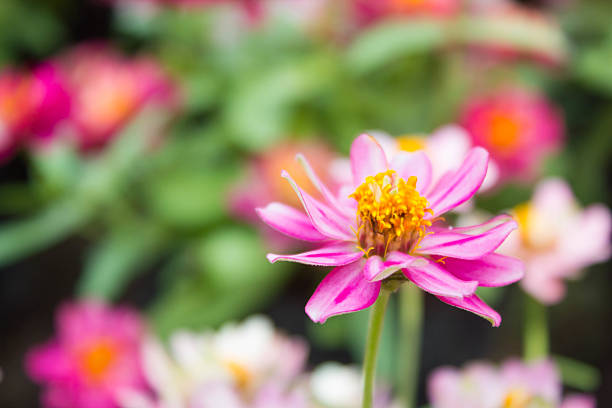 Fresh beautiful pink chrysanthemums close-up in a flower shop. The concept of choosing and buying flowers, a gift, a holiday.
