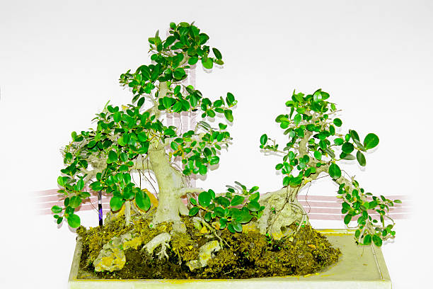 potted bonsai with blurred background