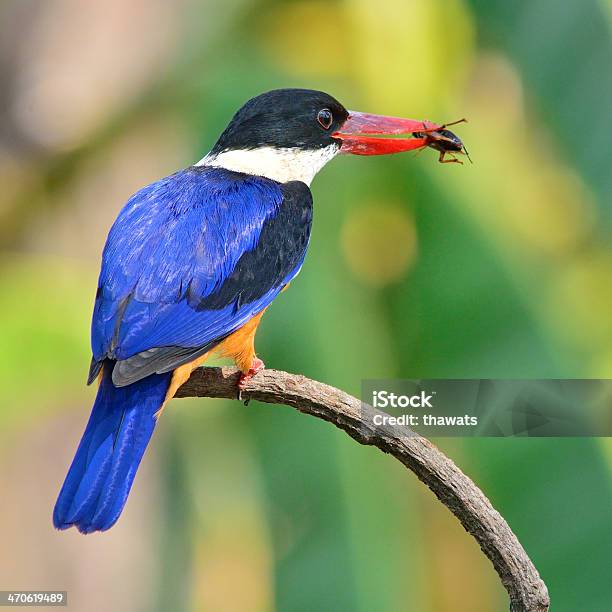 Blackcapped Kingfisher Bird Stock Photo - Download Image Now - Animal, Animal Wildlife, Animals In The Wild