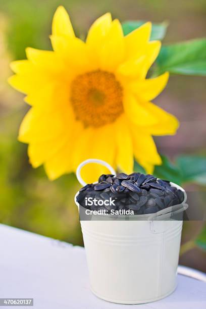 Girasole E Semi Di Girasole Nel Secchio - Fotografie stock e altre immagini di Agricoltura - Agricoltura, Blu, Bocciolo