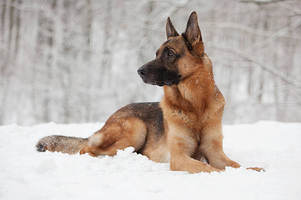 istock Beautiful shepherd lying on the white snow 470622407