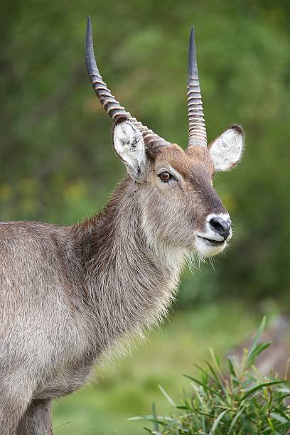 istock Male Waterbuck Antelope 470622603
